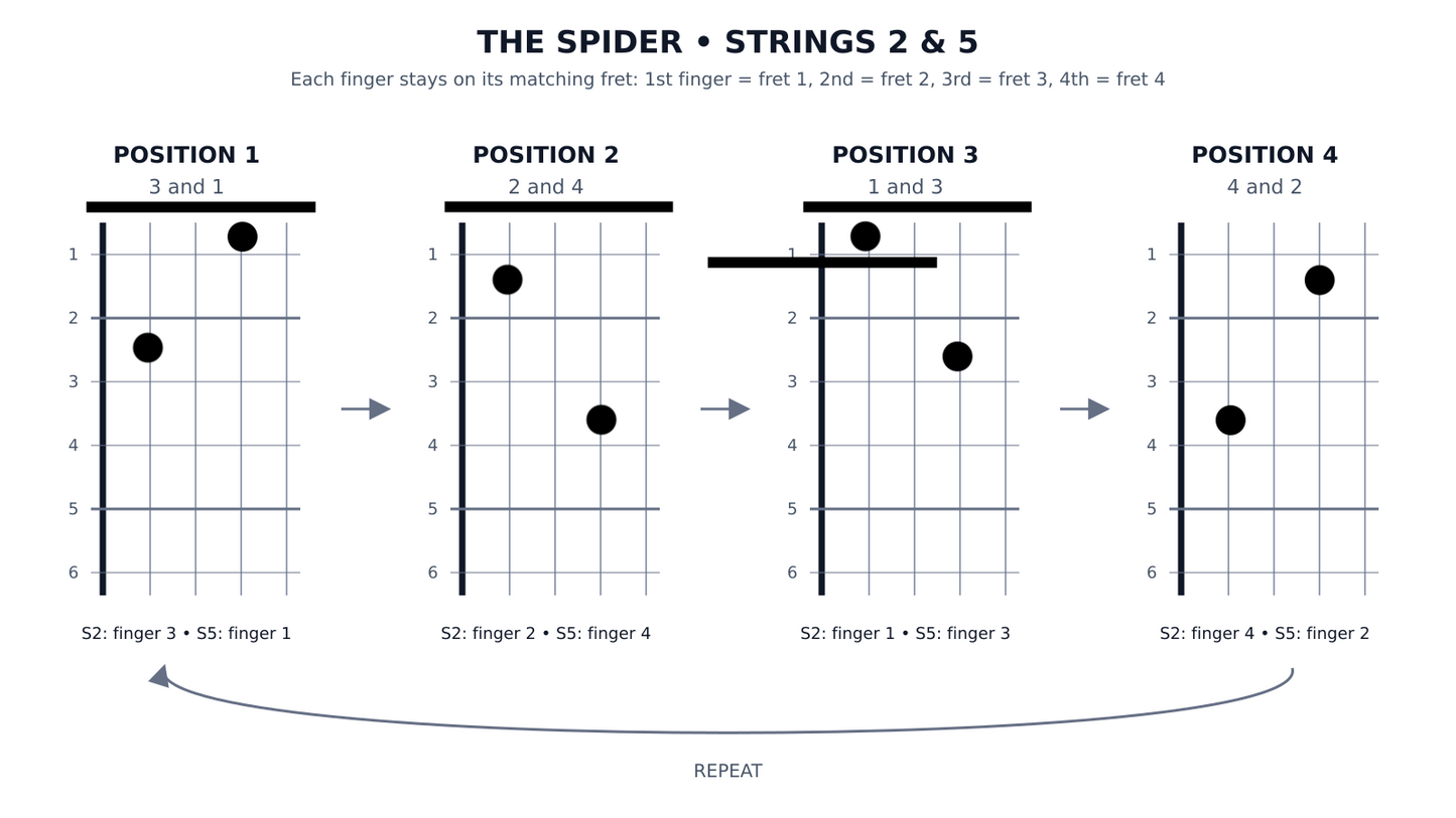 The Spider