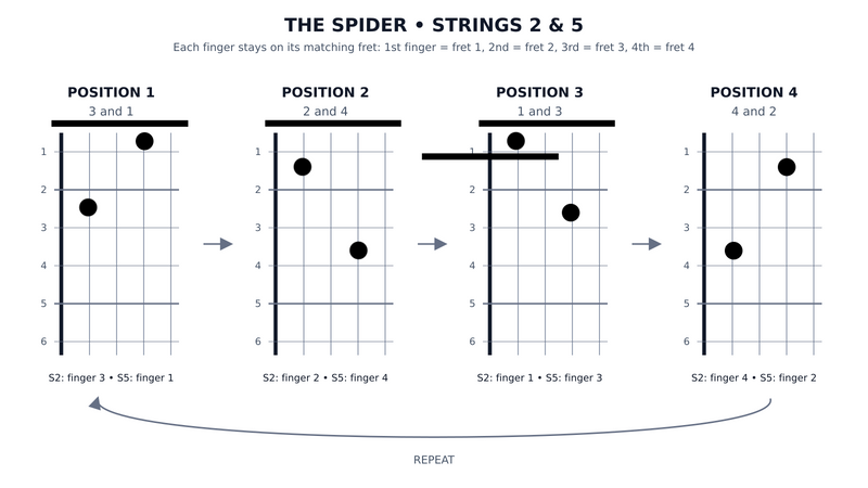 The Spider